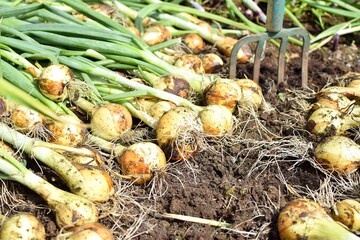 Dug up onions are dried in the garden bed