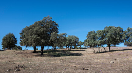 Dehesa of Holm Oak, Quercus rotundifolia, in the municipality of San Agustin de Guadalix, province of Madrid, Spain.