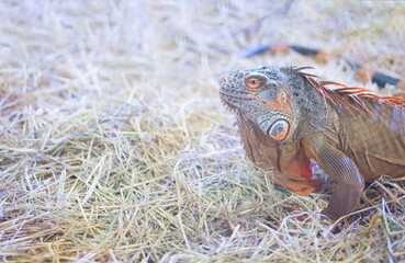 Creepy-looking primitive reptile lizards.