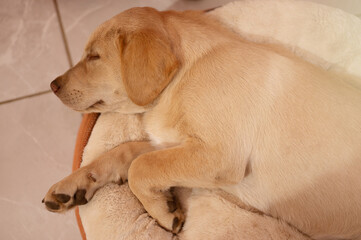 Sleeping labrador pup above top view