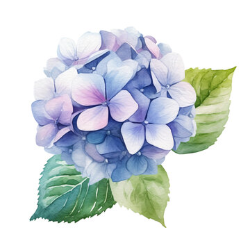 watercolor blue hydrangea flower with green leaves clip art preview
