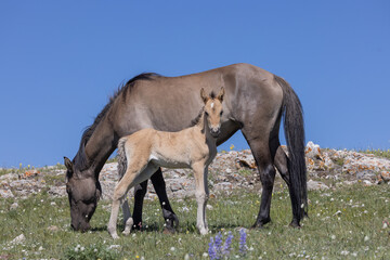 Naklejka na ściany i meble Wild Horse Mare and Foal in the Pryor Moutnains in Summer