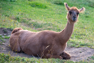 Fototapeta premium llama in the grass