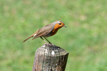 robin on a fence
