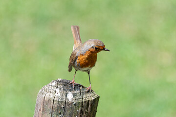 robin sitting