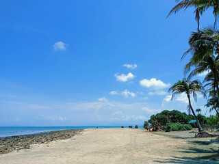 beach with palm trees