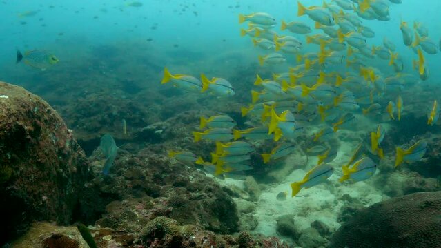 A medium large school of Fusilier fish swimming over a rocky coral reef - Under water film from Thailand