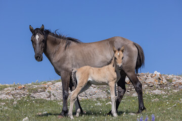 Obraz na płótnie Canvas Wild Horse Mare and Foal in the Pryor Moutnains in Summer