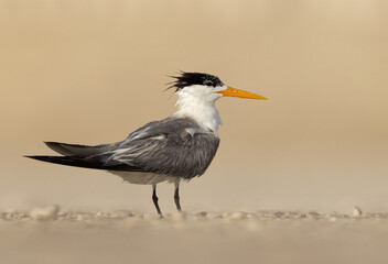 Closeup of a Lesser Crested Tern perched on ground at tubli, Bahrain