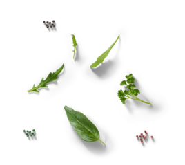 Collection of herbs and pepper spices from above with a semitransparent shadow
