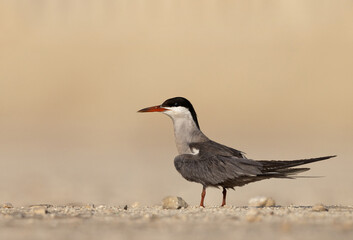 Portrait of White-cheeked Tern perched on the ground at Tubli, Bahrain
