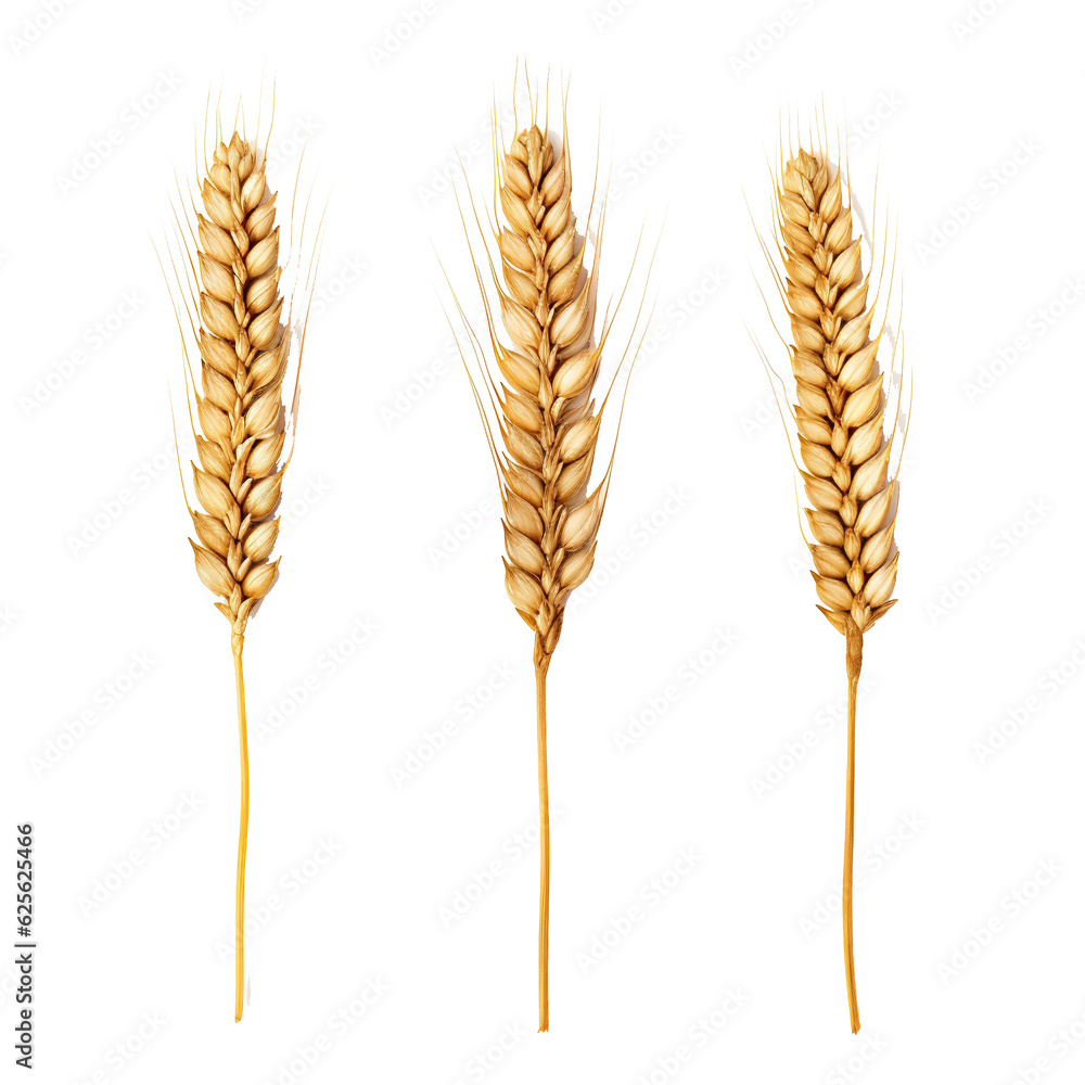 Poster three wheat spikelets isolated on white background