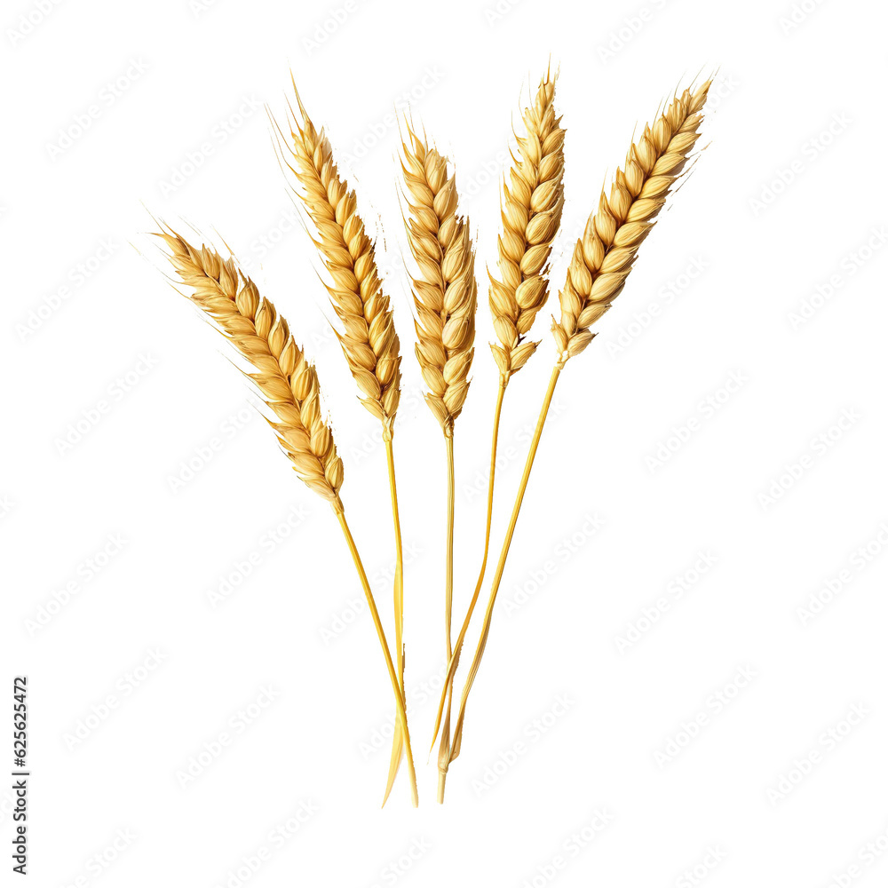 Poster three wheat spikelets isolated on white background