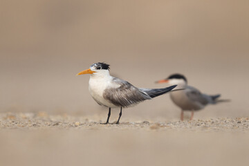 Lesser Crested Tern perched on ground at tubli, Bahrain