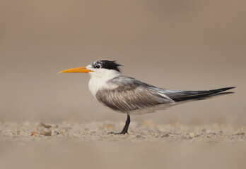 Portrait of a Lesser Crested Tern perched on ground at tubli, Bahrain
