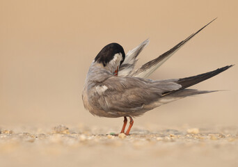 White-cheeked Tern perched on ground preening at Tubli, Bahrain