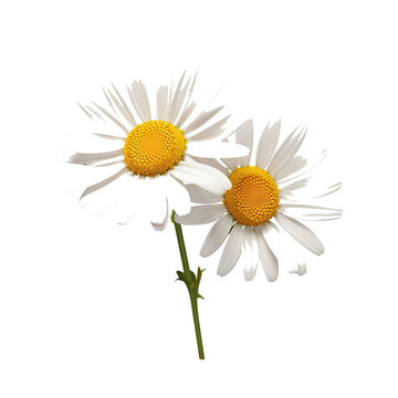Two chamomile flowers on transparent background.