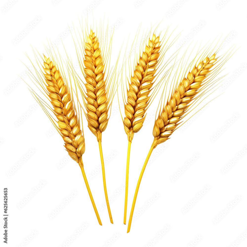 Poster three wheat spikelets isolated on white background