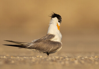 Lesser Crested Tern perched on ground preening at tubli, Bahrain