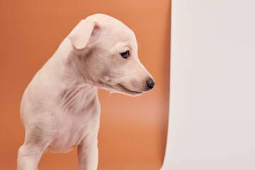 Portrait of cute Italian Greyhound puppy isolated on white brown studio background. Small beagle dog white beige color.
