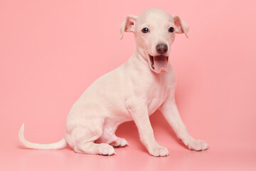 Portrait of cute Italian Greyhound puppy yawning isolated on pink studio background. Small sleepy...