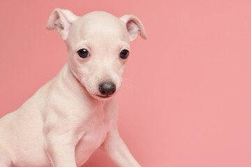 Portrait of cute Italian Greyhound puppy isolated on pink studio background. Small beagle dog white beige color.