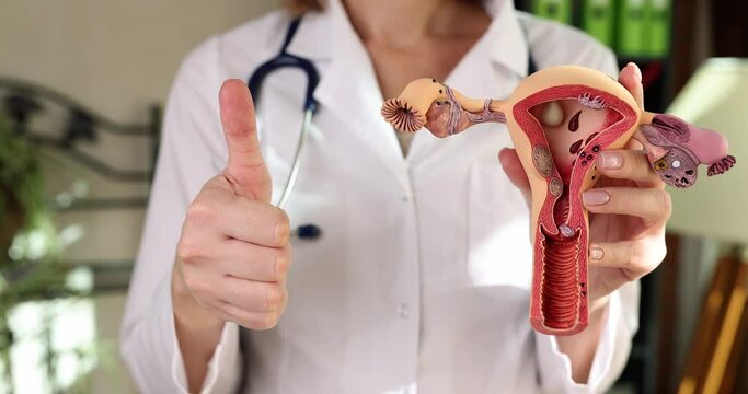 Lady doctor holds artificial model of uterus showing thumb up gesture in clinic office. Specialist in work uniform approves healthy condition of female reproductive system