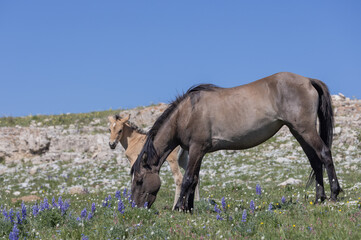 Naklejka na ściany i meble Wild Horse Mare and Foal in the Pryor Moutnains in Summer