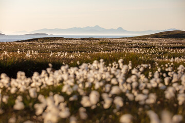 Cotton Grass, Isle of Harris Mountains from Rubha Hunish, Isle of Skye, Scotland Landscape