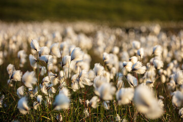 Close-up of Sunlight striking the Cotton Grass on the Isle of Skye, Scotland Landscape