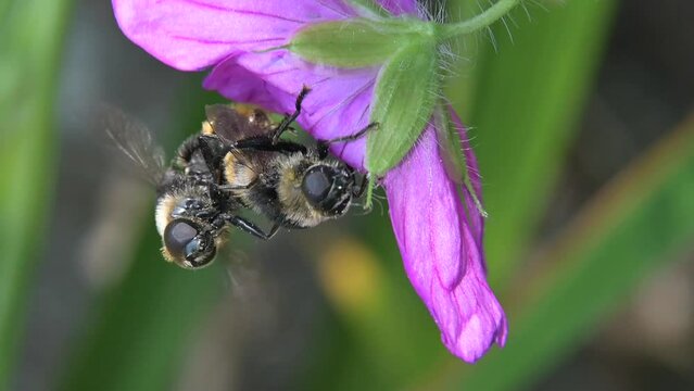 Pair of hoverflies (Volucella bombylans) mating on a geranium flower. July, Kent, UK [Slow motion x5]