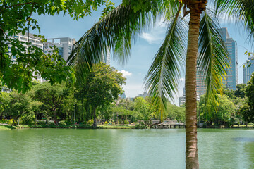 Lumpini Park green forest lake in Bangkok, Thailand