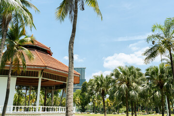Fototapeta na wymiar Lumpini Park palm tree forest in Bangkok, Thailand