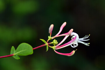 Detail of the flowers of Etruscan honeysuckle (Lonicera etrusca)