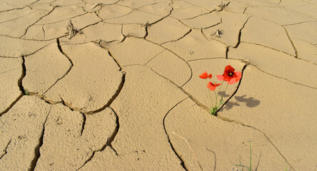 Flowers growing in the cracked soil of a lake dried up by drough