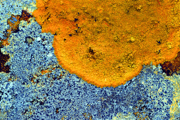 Macro photography of a yellow and a grayish lichen on a rock