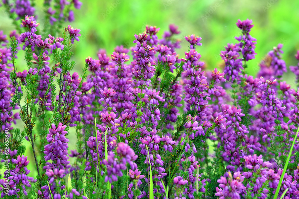 Canvas Prints Purple flowers of bell heather (Erica cinerea) on a green background