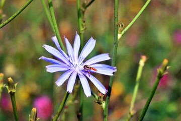 A wasp (Hymenoptera insect) pollinates a wild chicory (Cichorium intibus) flower.