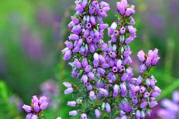 Purple flowers of bell heather (Erica cinerea) on a green background