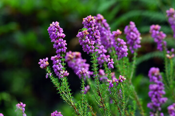 Fototapeta premium Purple flowers of bell heather (Erica cinerea) on a green background