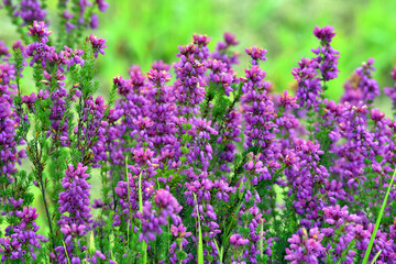 Purple flowers of bell heather (Erica cinerea) on a green background
