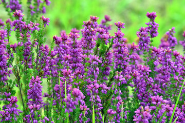 Fototapeta premium Purple flowers of bell heather (Erica cinerea) on a green background