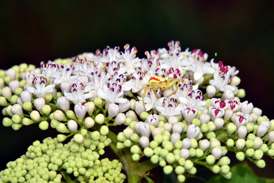A crab spider from the family Thomisidae on the white flowers of the danewort (Sambucus ebulus) waiting for its prey