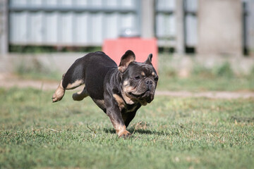 A beautiful pedigree French Bulldog puppy is galloping across the field.