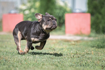A beautiful pedigree French Bulldog puppy is galloping across the field.