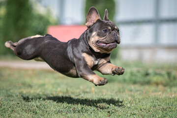 A beautiful pedigree French Bulldog puppy is galloping across the field.
