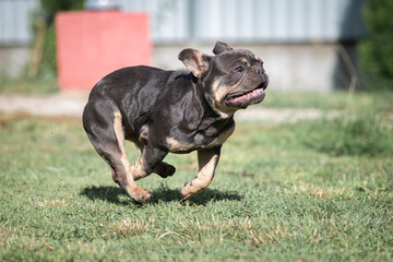 A beautiful pedigree French Bulldog puppy is galloping across the field.