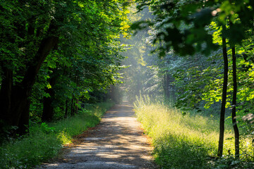 Side road covered with torn branches after a thunderstorm in Siebenbrunn near Augsburg, Germany