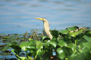 Little Bittern (Ixobrychus minutus) between water hyacinths in Asi River. Selective focus on the bird.