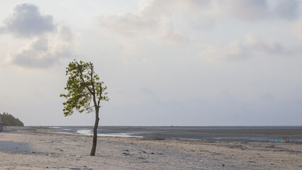 A tree on lonely sea beach swaying in wind at bakkhali.
